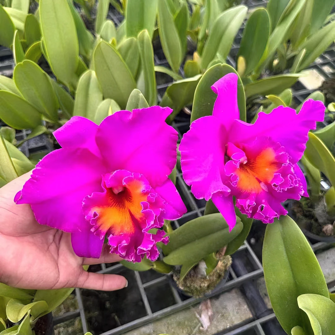 泰国卡特兰（花朵有碗大，大花型，浓香卡特，颜色艳丽）