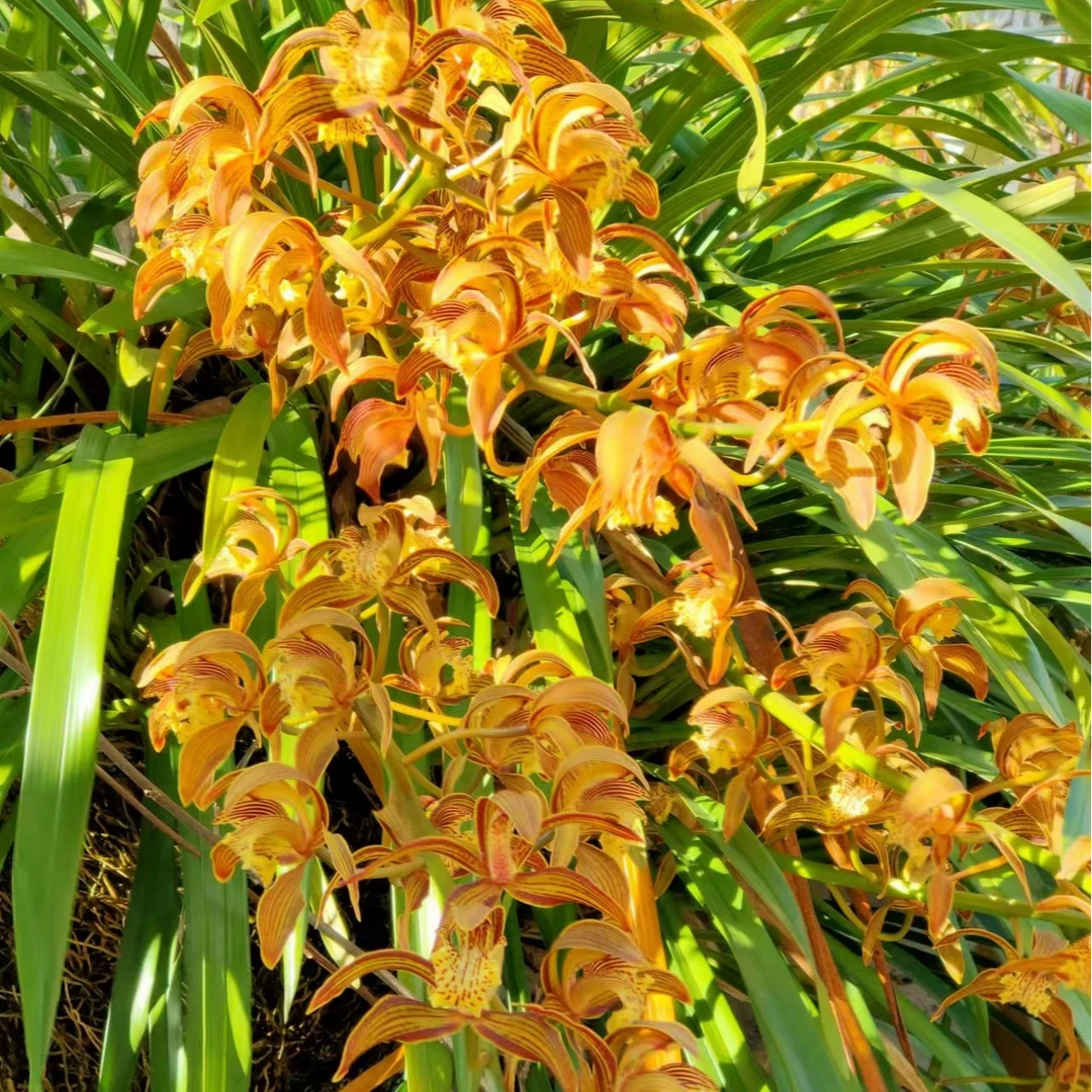 香花虎头兰（适合庭院，阳台，花量大，花香）