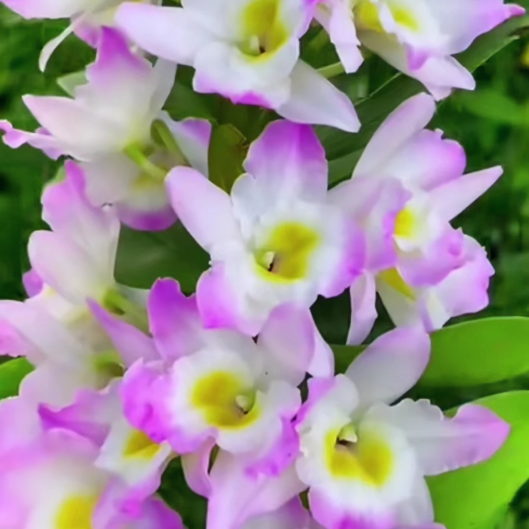 粉蝶春石斛木盆（12-3月花期，开花时间长，开花香，容易养活）