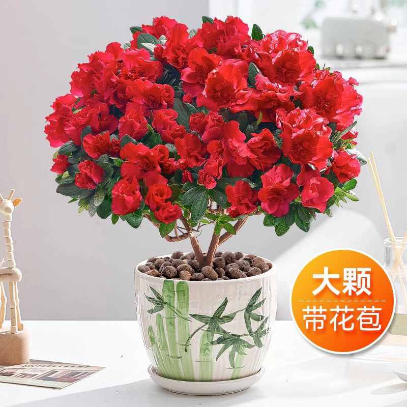 【一物一拍】精品杜鹃四季开花高档花卉室内外好养