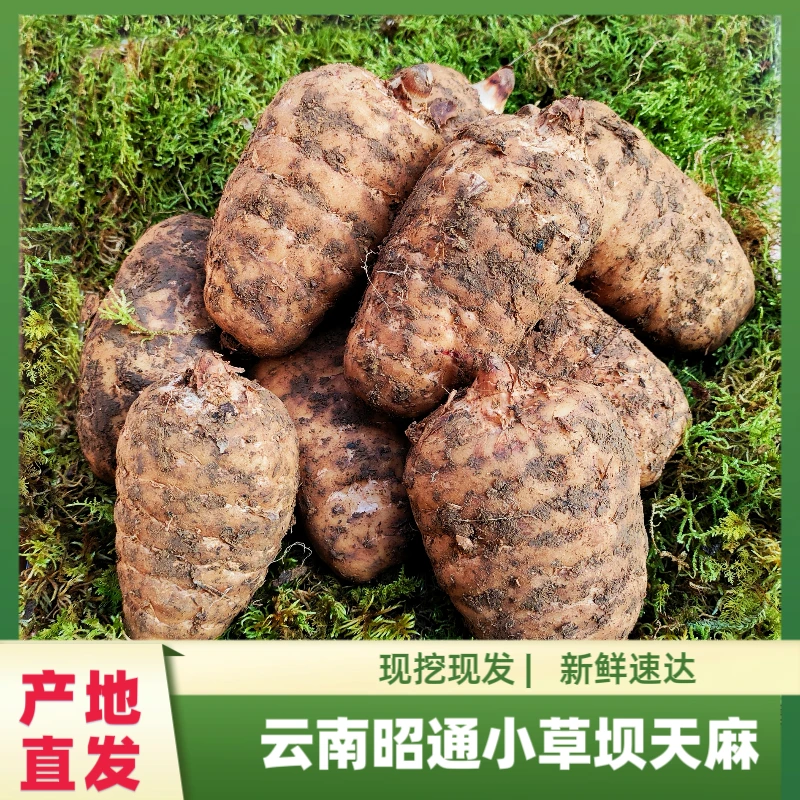 世界天麻原产地，云南昭通小草坝乌天麻