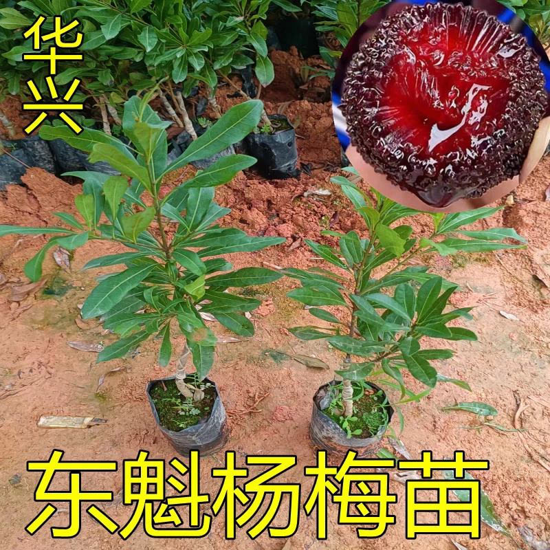 广西东魁杨梅树苗嫁接大果黑炭杨梅苗盆栽地栽南方种植带土包邮