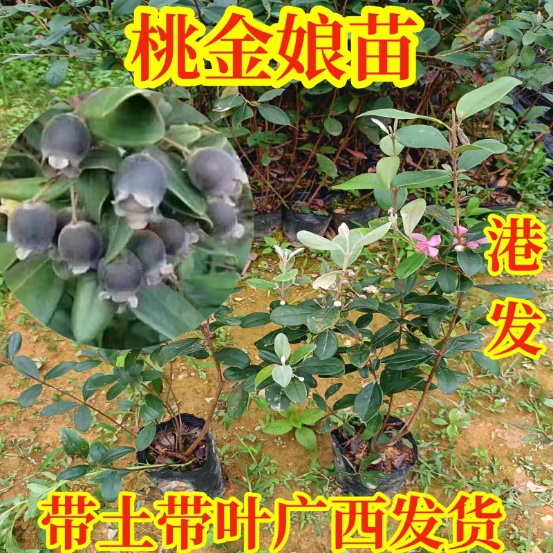 广西桃金娘树苗山捻子苗乌稔种苗盆景地栽室内阳台庭院植物包邮