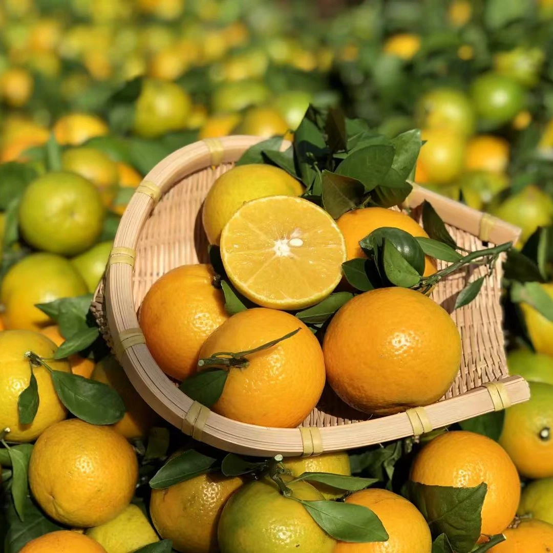 皇帝柑清甜可口皮薄肉厚好吃