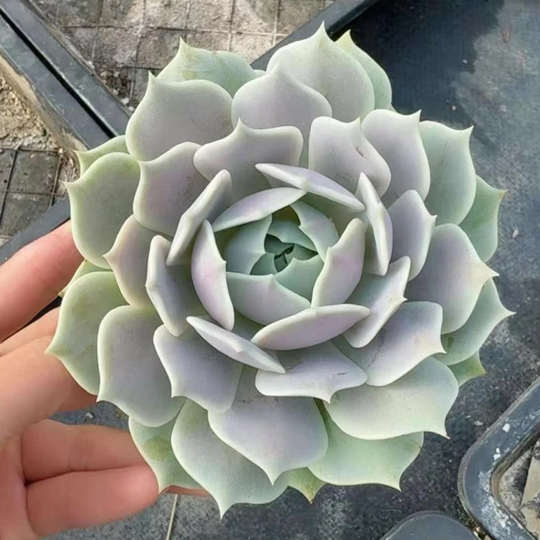露娜莲 单头多头多肉植物