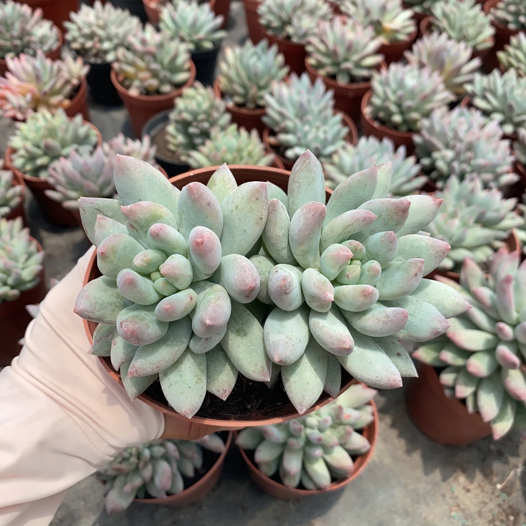 【要发冷链拍冷链】所罗门 多肉植物 单头 双头 新手好养
