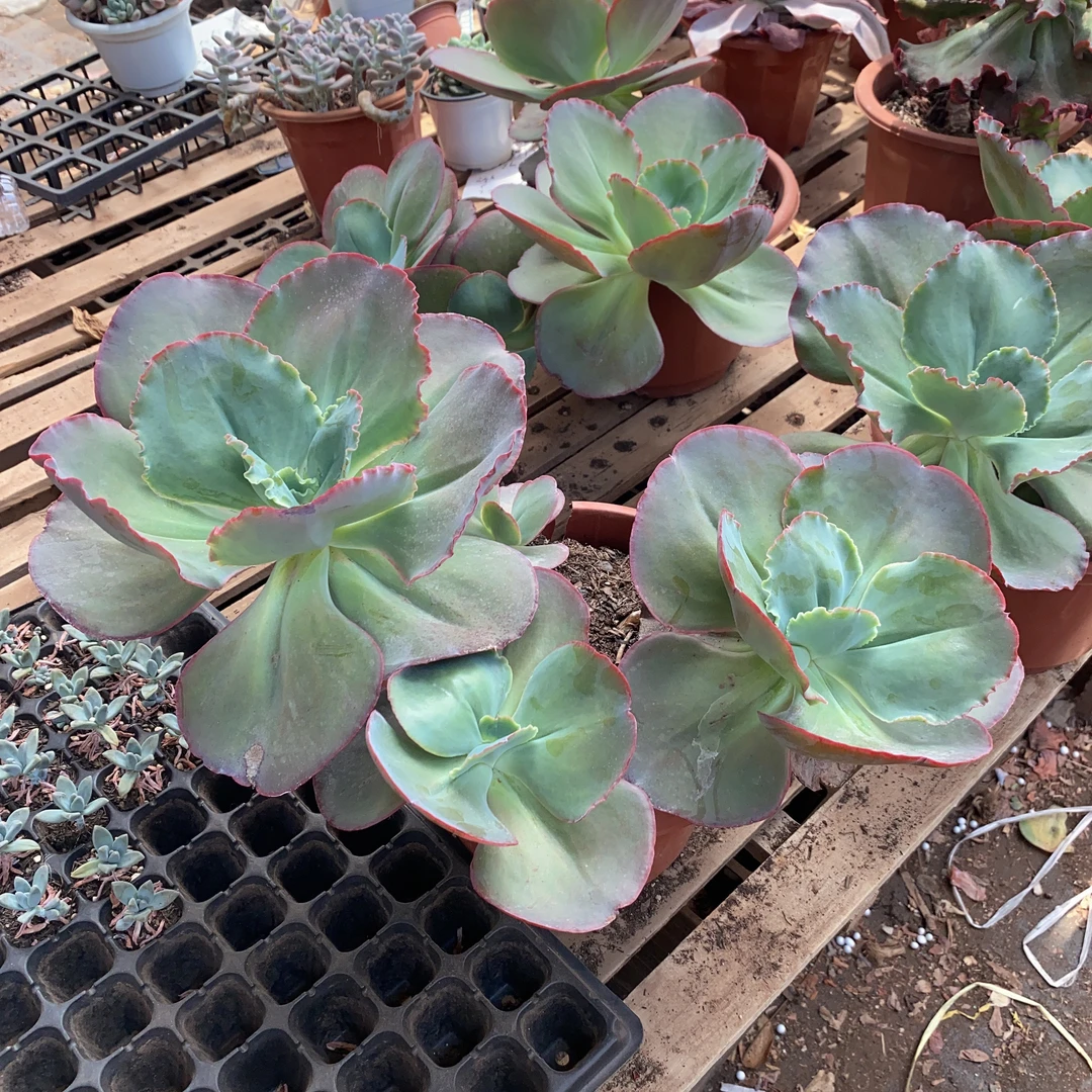 蓝色妖姬多肉植物包菜系大颗型多肉家庭盆栽耐寒净化空气夏季耐热