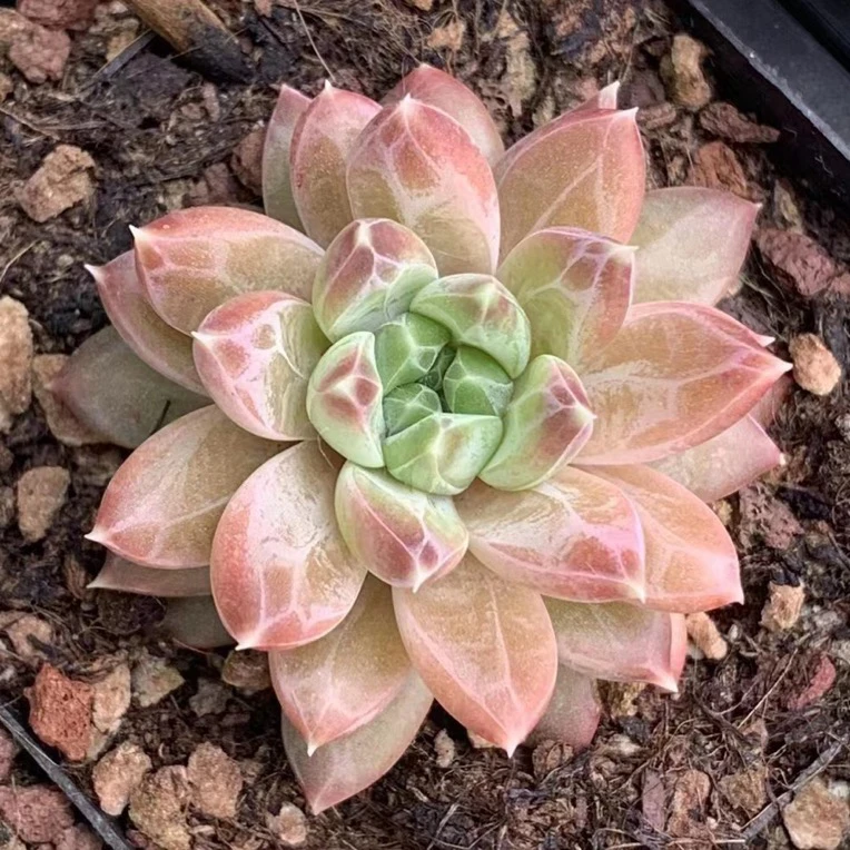 【19包邮】云南精品多肉植物车厘子室内阳台美观防辐射盆栽绿植花卉