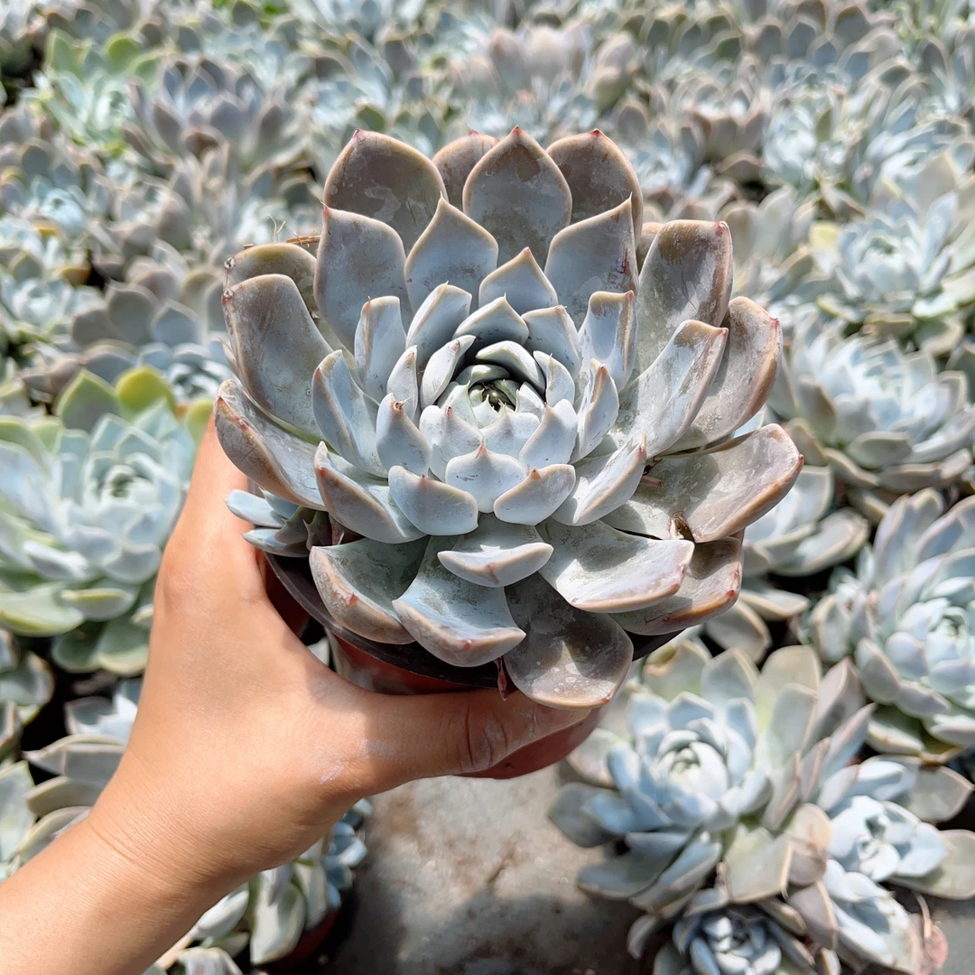 雪兔 单头带仔 双头多头群生