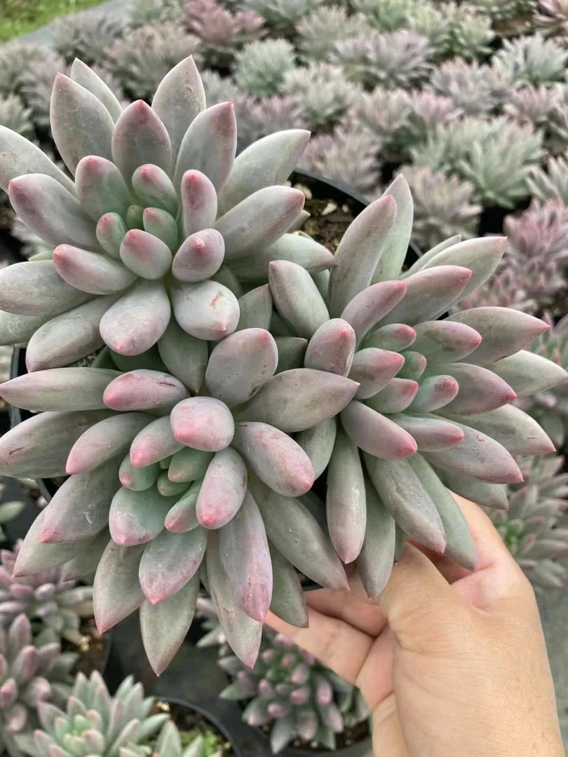 红蜻蜓群 多肉植物 云南基地直发