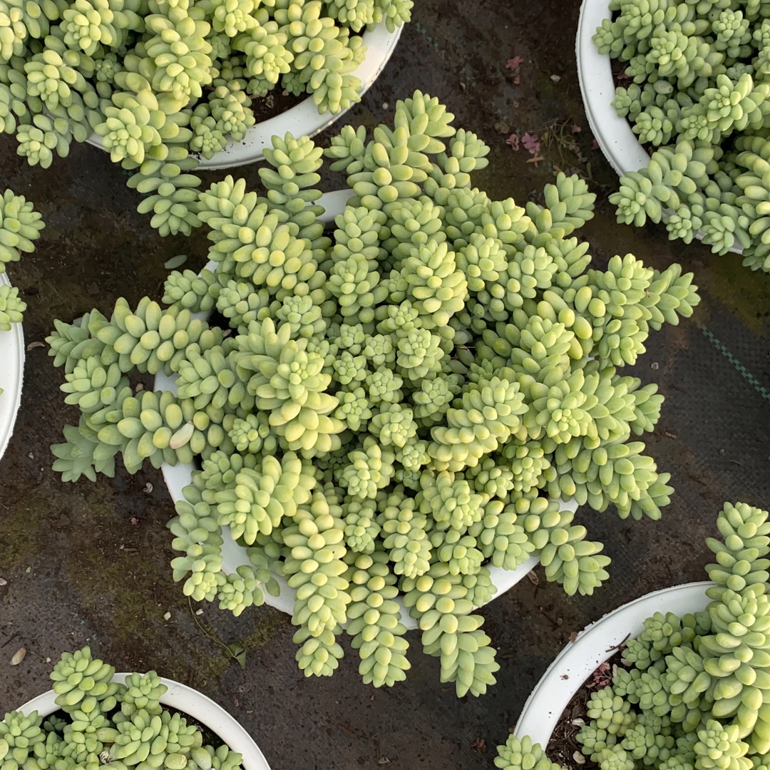 彩虹玉坠 大冠服 多肉植物 云南基地直发