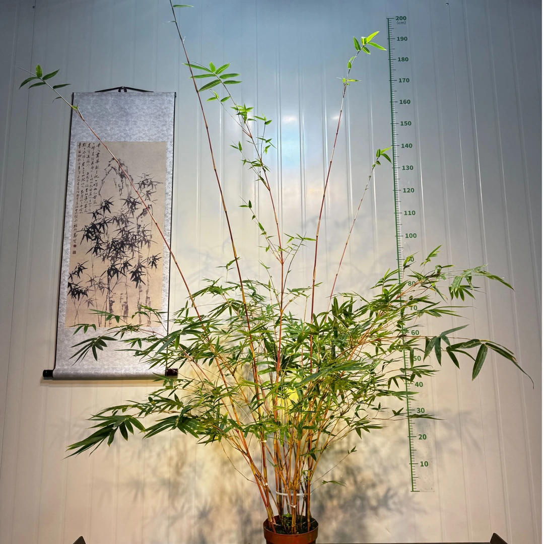 红竹红观音室内外绿植盆栽好养易活鸿运竹四季常青南天竹红色竹竿