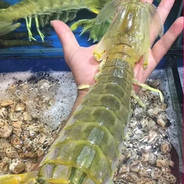 锤_单拍全公或全母超大皮皮虾国产富贵虾活煮蒸熟冷冻顺丰空运1