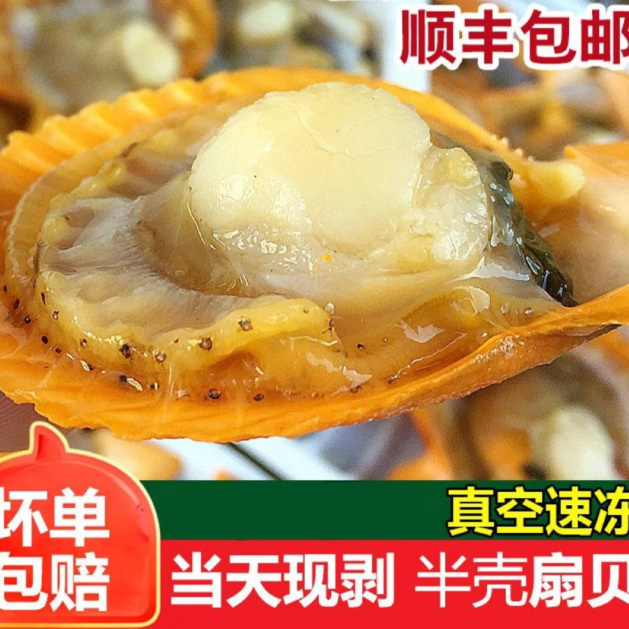 {朱}5斤黄金贝扇贝活开活冻半壳扇贝（单个6公分以上）发顺丰