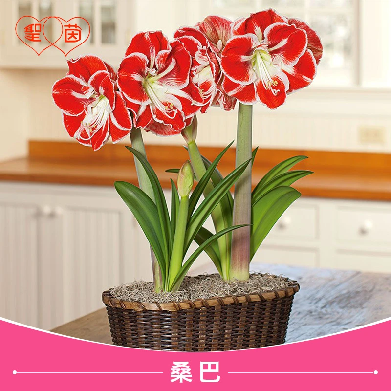 圣茵进口朱顶红 桑巴 易活球根花卉多年生阳台植物