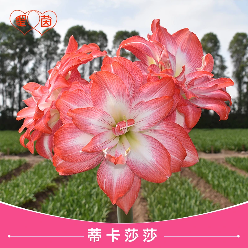 圣茵朱顶红秘鲁蒂卡系列蒂卡莎莎多年生大花阳台种植种球系列