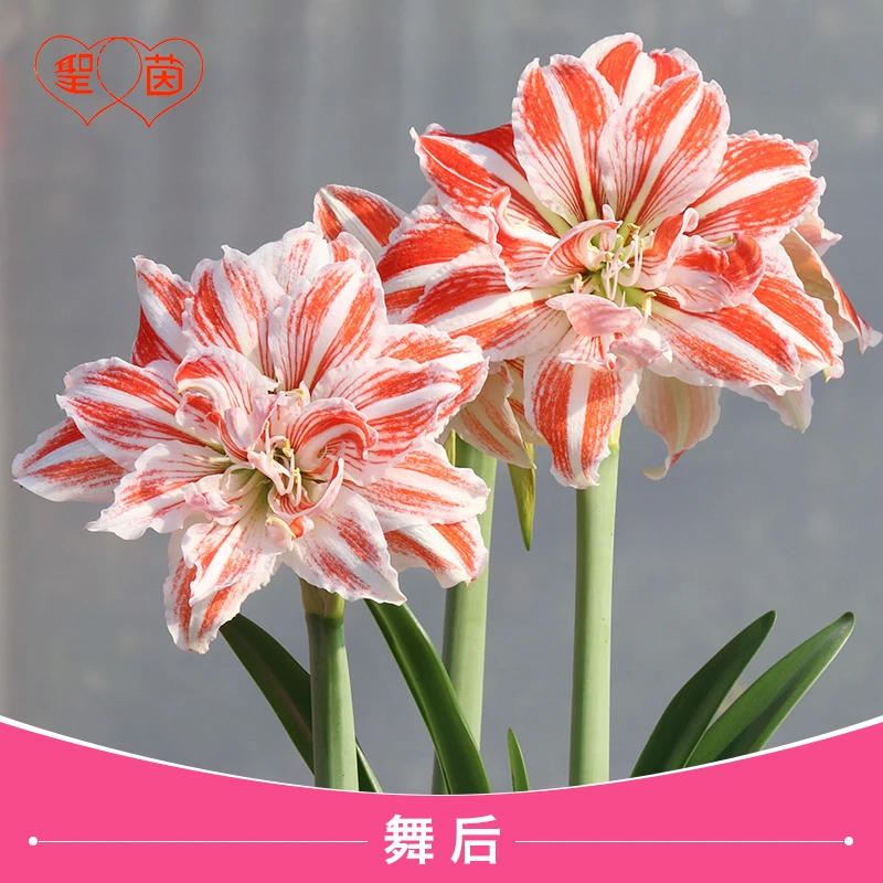 圣茵朱顶红 舞后 开花球