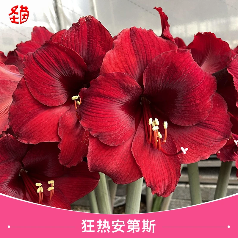 直播福利 圣茵朱顶红 狂热安第斯 开花球