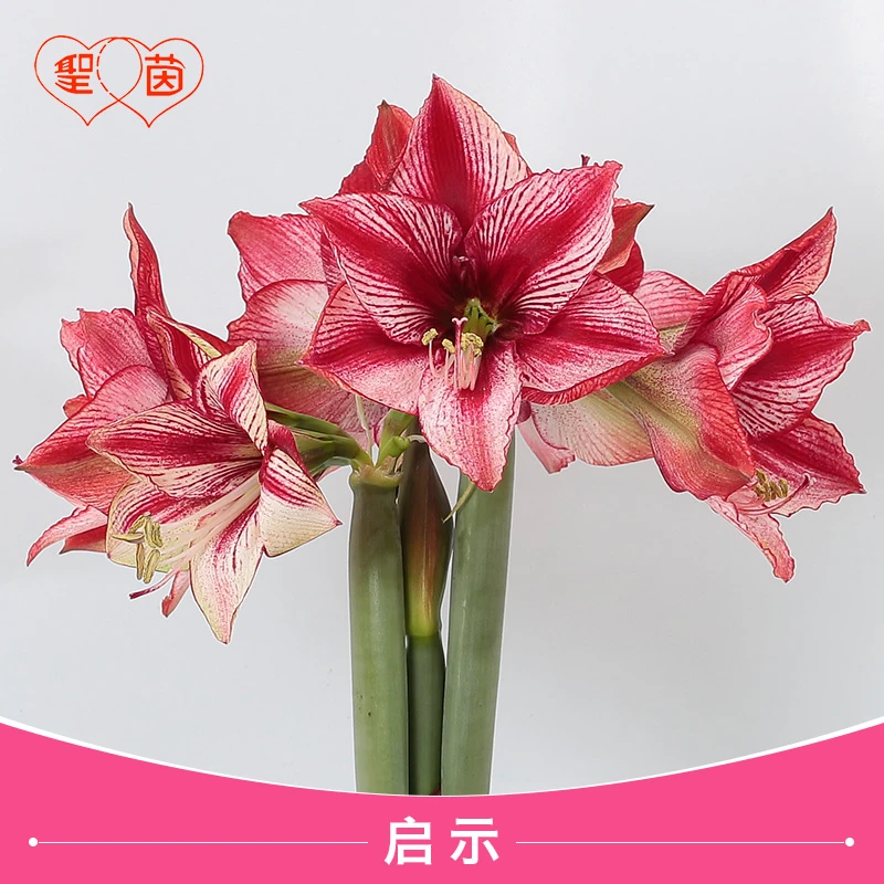 圣茵朱顶红种球 启示/启示录 进口球根花卉
