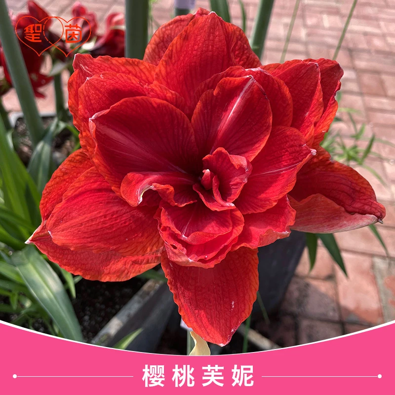 圣茵荷兰进口朱顶红樱桃妮芙红色重瓣大花型球根室内外盆栽植物