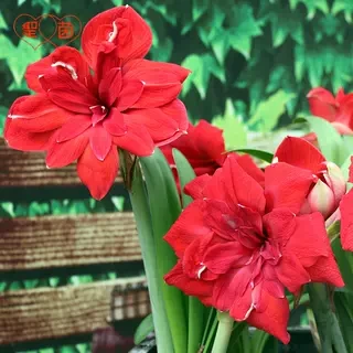 圣茵朱顶红 2025注定红 开花球 重瓣大花 多年生阳台植物花卉