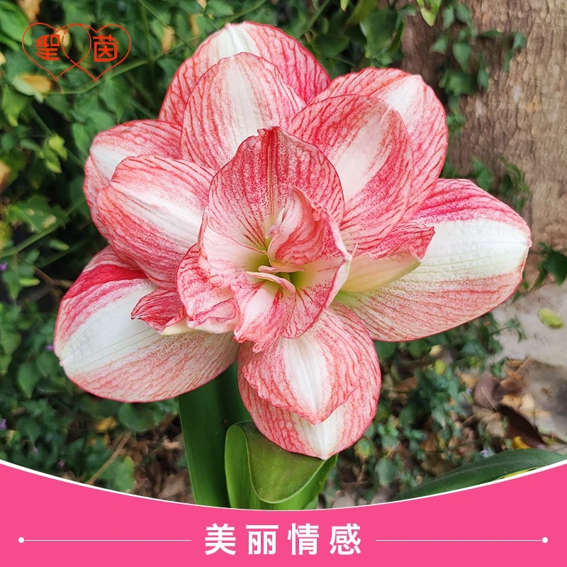 圣茵美丽情感/童话故事易活懒人植物现货球根易成活花卉种球盆栽
