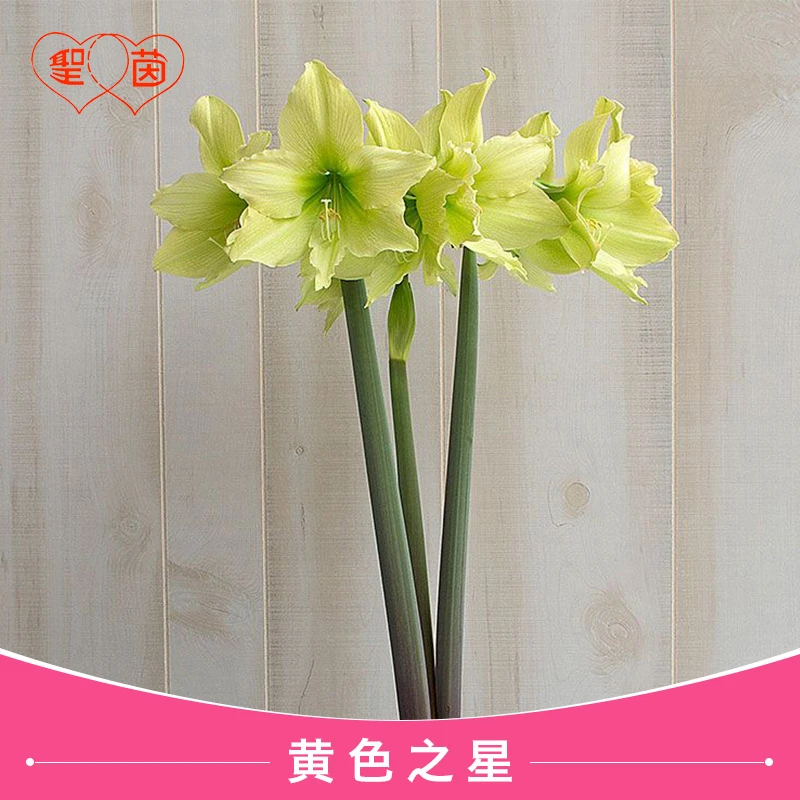 圣茵朱顶红种球 黄色之星 进口多年生室内外球根花卉