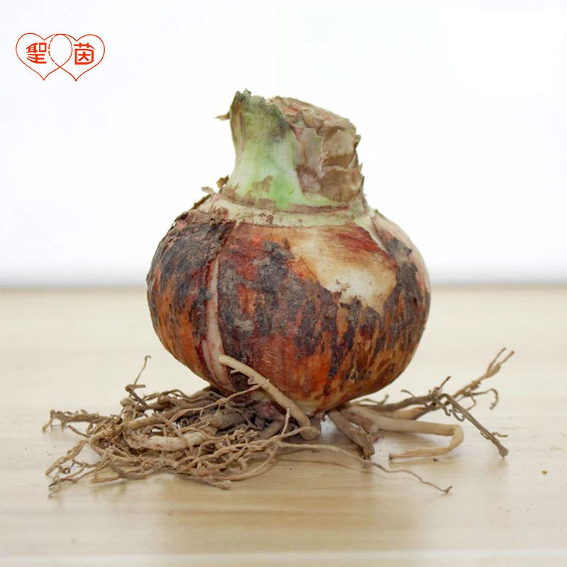 进口朱顶红混色球种球 盲盒 四季种植好养开花球重瓣单瓣多色