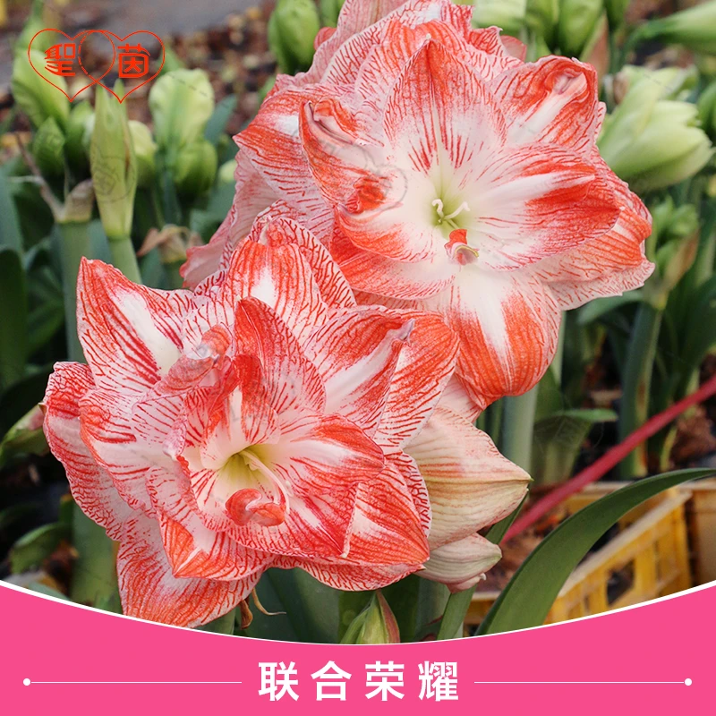 圣茵朱顶红 联合荣耀 进口栽种种植球球