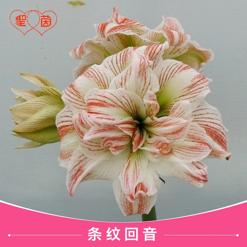 圣茵进口朱顶红 条纹回音（会有错版风险，介意者慎拍）