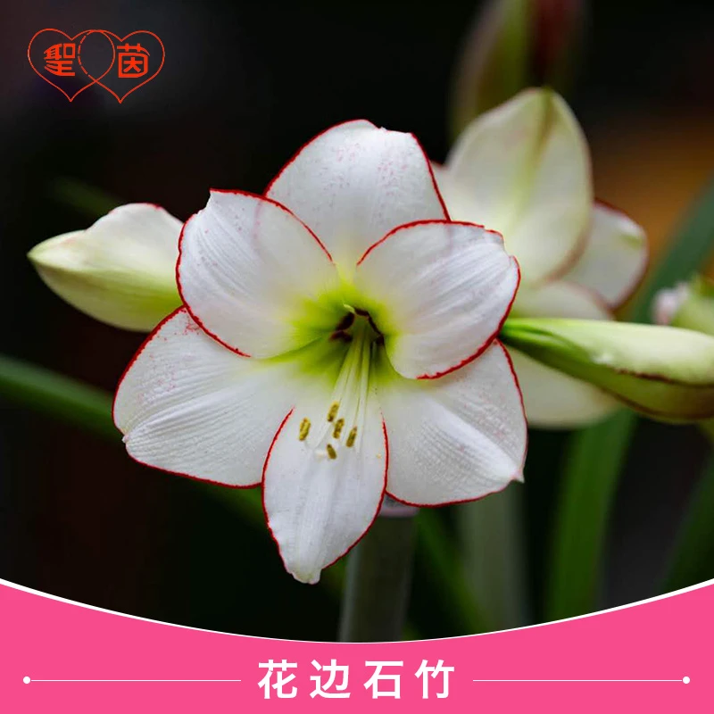 圣茵荷兰进口朱顶红花边石竹易活懒人植物现货球根新手入门易种活