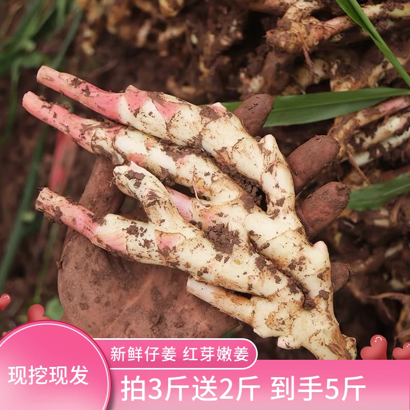 农家现挖嫩姜新鲜仔姜子姜红芽姜指头生姜当季蔬菜醋泡姜食用脆嫩