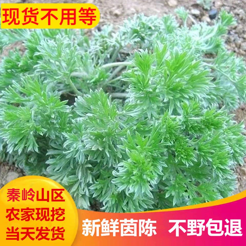 [现货] 新鲜茵陈秦岭野摘自然白蒿棉茵陈蒿茶三月茵陈绵茵陈野菜