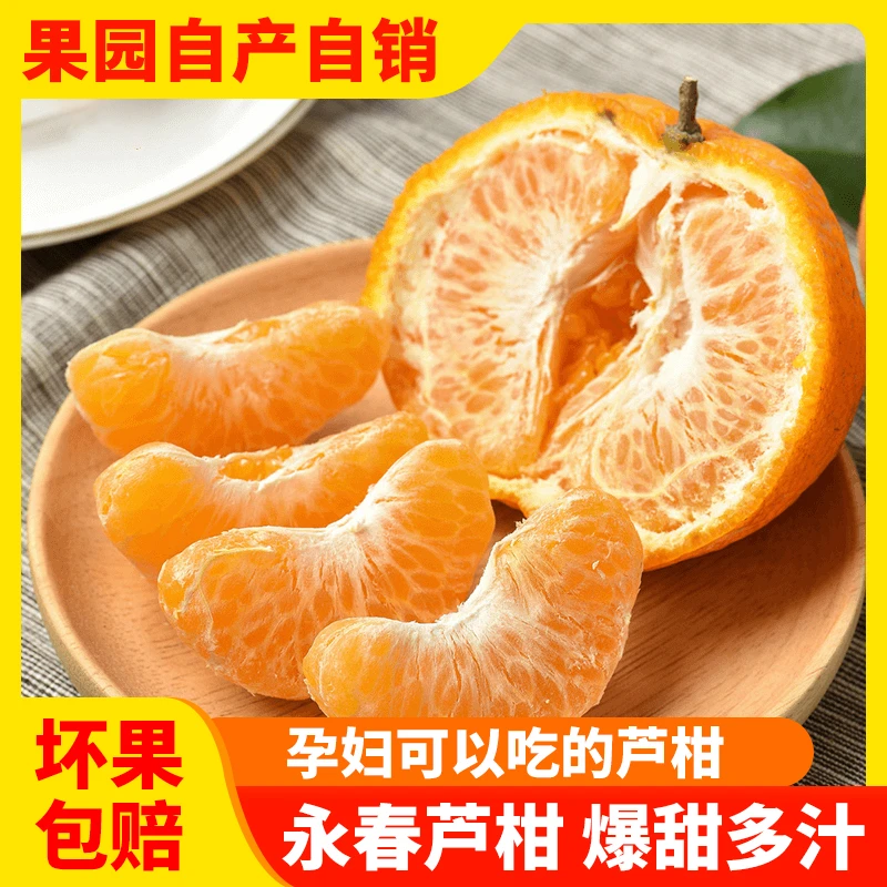 正宗新鲜永春芦柑  产地直发 现摘现发 当季老树 时令水果 8粒装