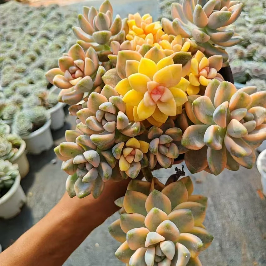 美杏锦（多肉植物） 自然锦植物 不褪色室内外皆可养殖  脱土发