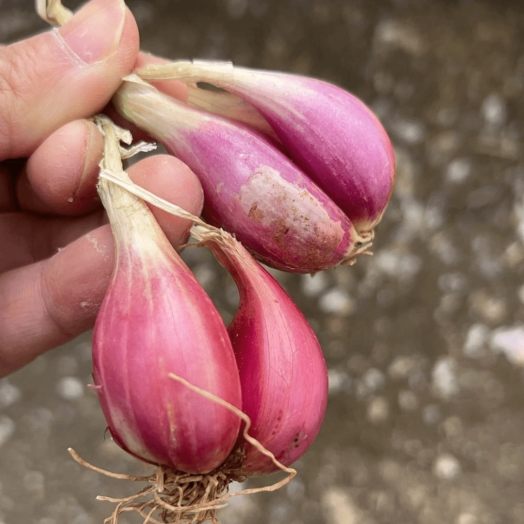红葱头种四季葱头干新鲜葱头花盆栽红葱头种四季香葱火葱种子葱头
