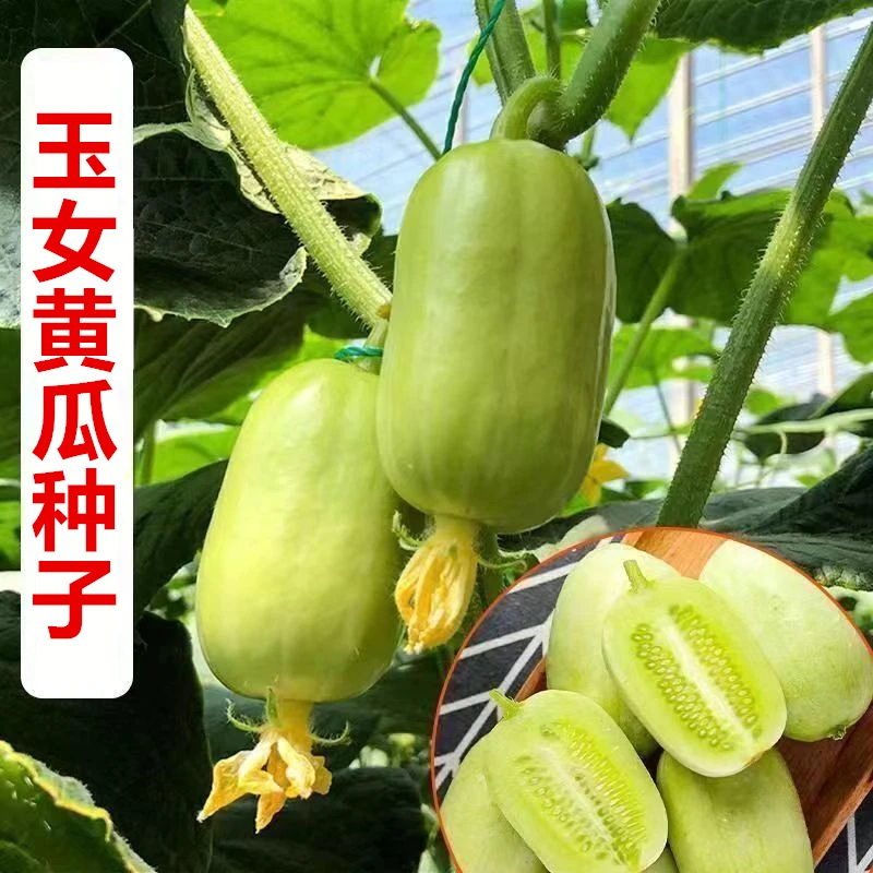 玉女小黄瓜种子生吃迷你小黄瓜金童玉女水果黄瓜四j