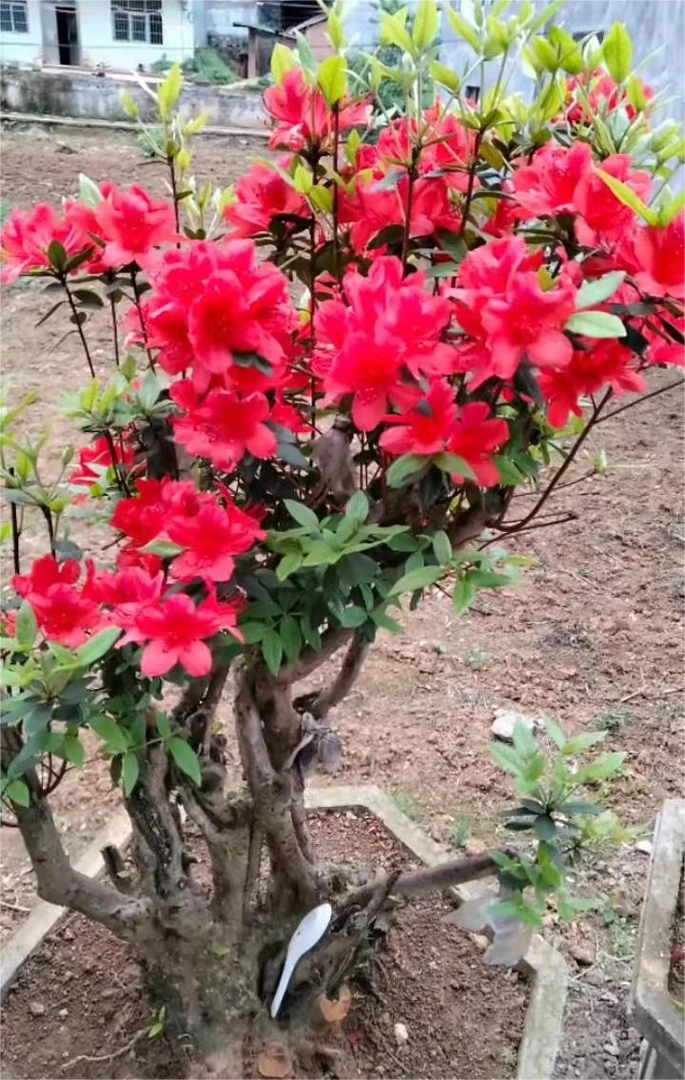 精品杜鹃花映山红映山白紫花赤楠盆景素材