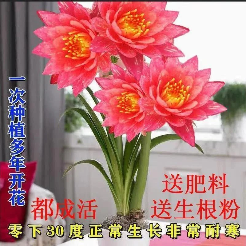 进口荷兰重瓣朱顶红种球大花浓香好养活室内盆栽四季开花植物大球