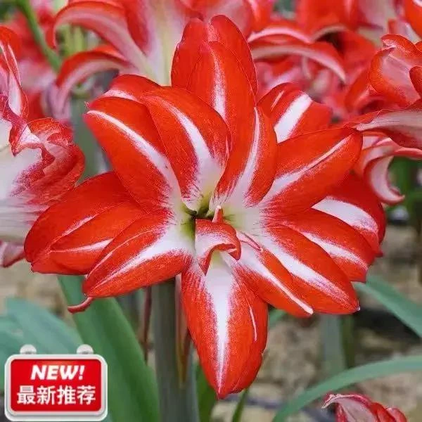 朱顶红种球 多年生球根植物绿植花卉盆栽 大种球 易活四季露台