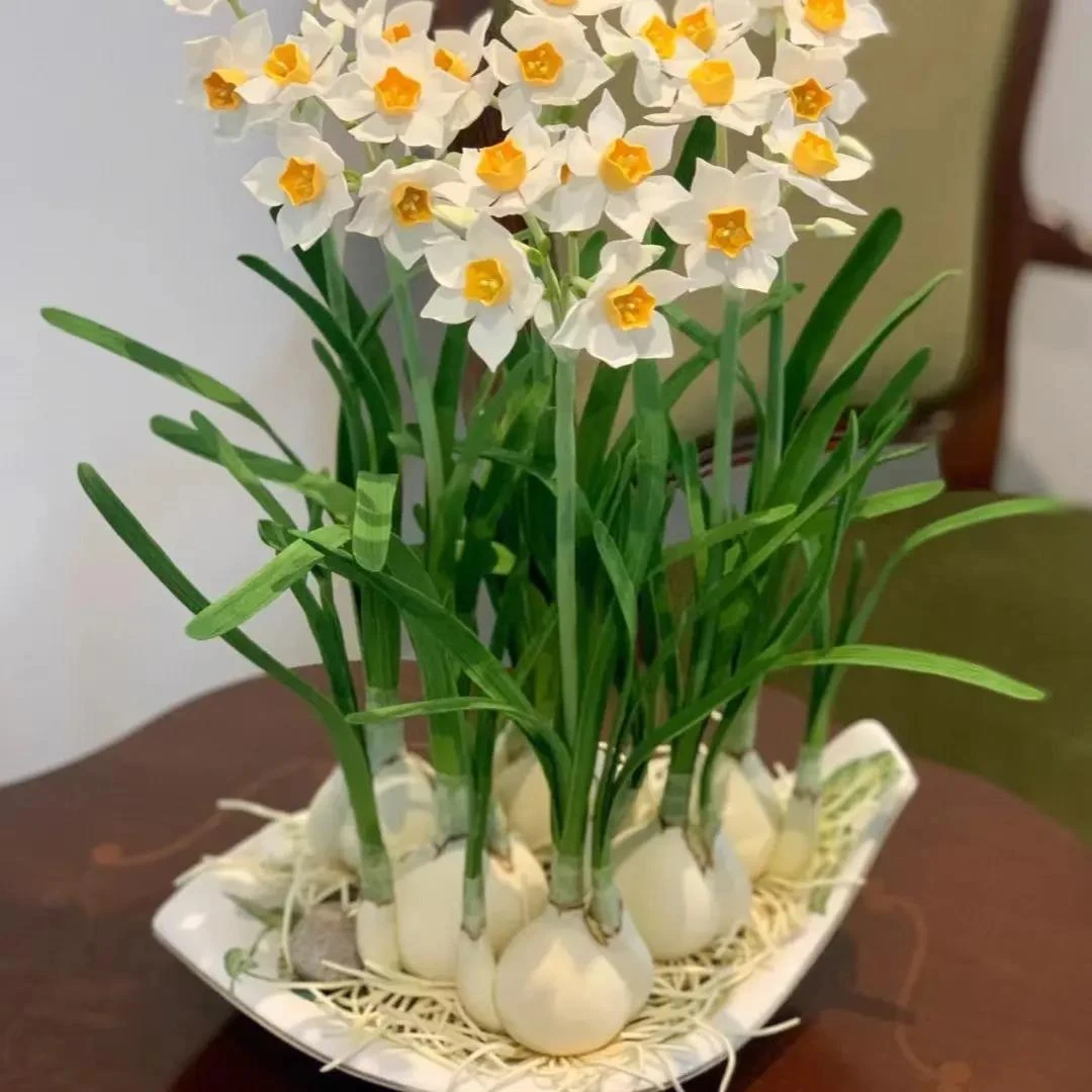 水仙花种球家庭盆栽地栽景观四季种植