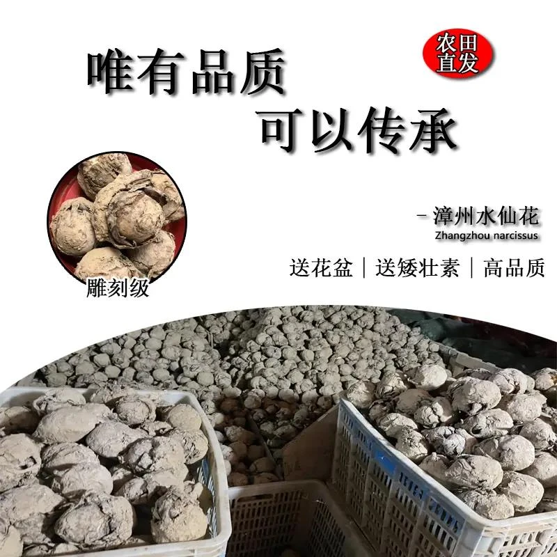 漳州水仙漳州水仙水仙水仙水仙花水仙花种球种球漳州水仙水仙种子