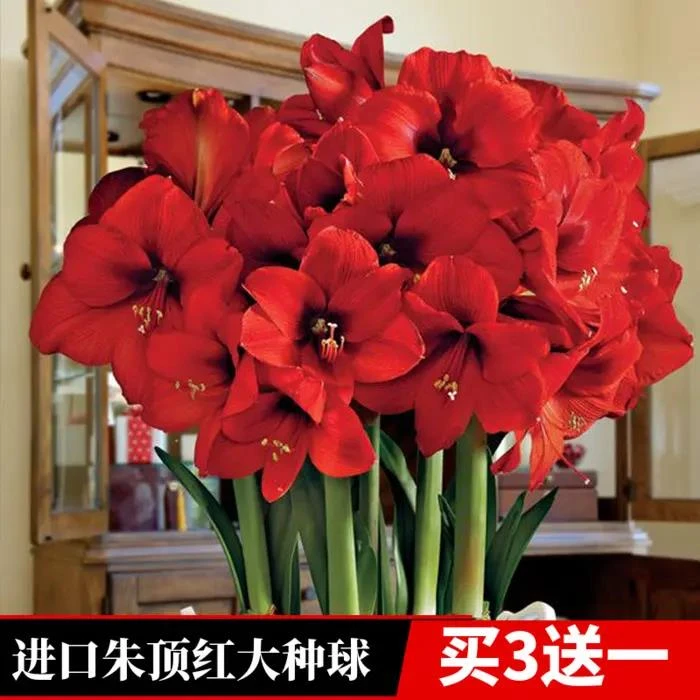 浇水荷兰朱顶红种球重瓣清香特色花卉盆栽大球四季开花室内好养活