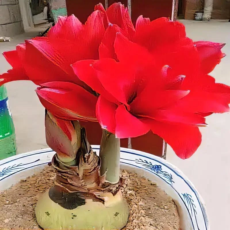 【常年开花】重瓣朱顶红种球四季种植盆栽耐寒观花植物清香花卉