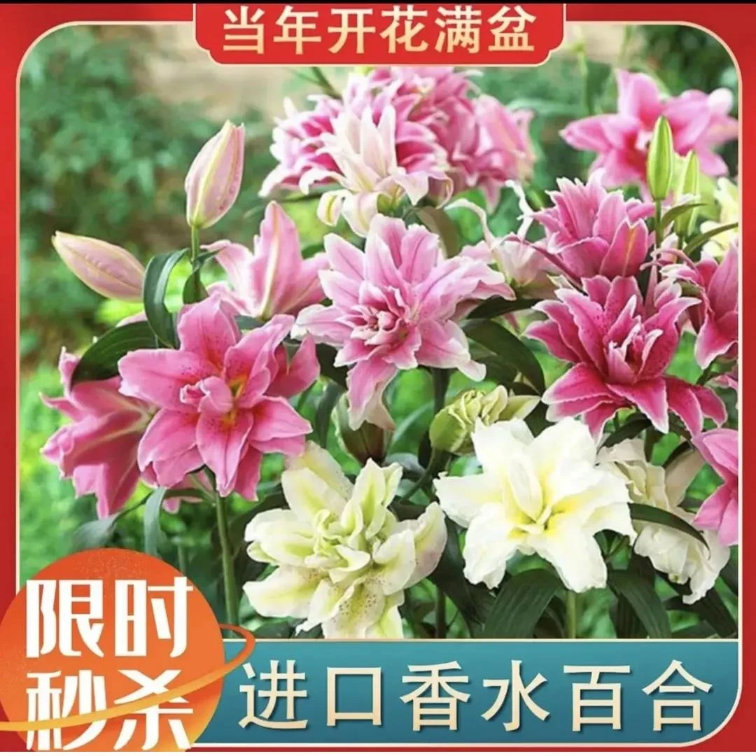 【9.9元5颗 拍2单发15颗】混色重瓣香水百合种球 浓香型花卉植物
