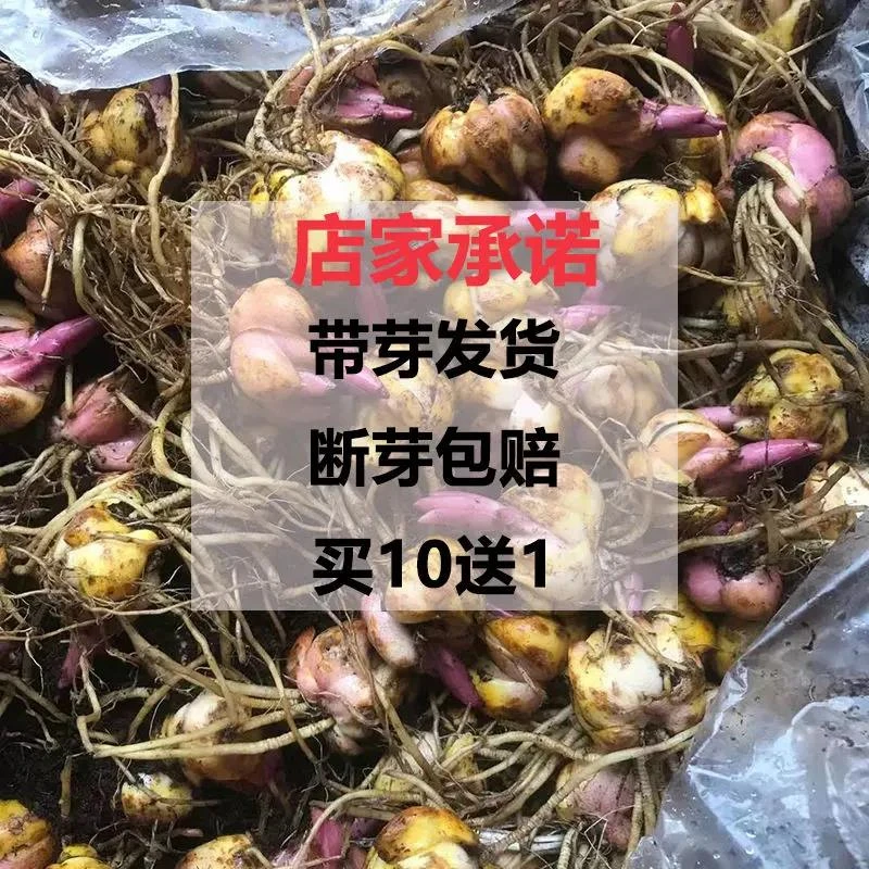 【带芽发货】香水百合花种球种球盆栽地栽花卉植物家庭园艺花卉