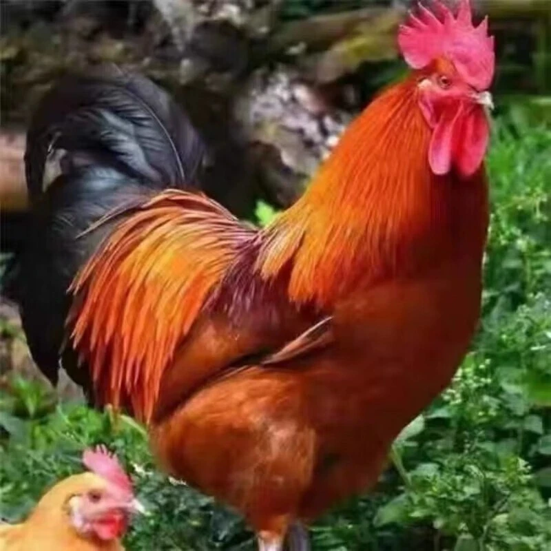 【九斤红鸡】单只净重半斤 包邮发货到手10只 放养笼养都可