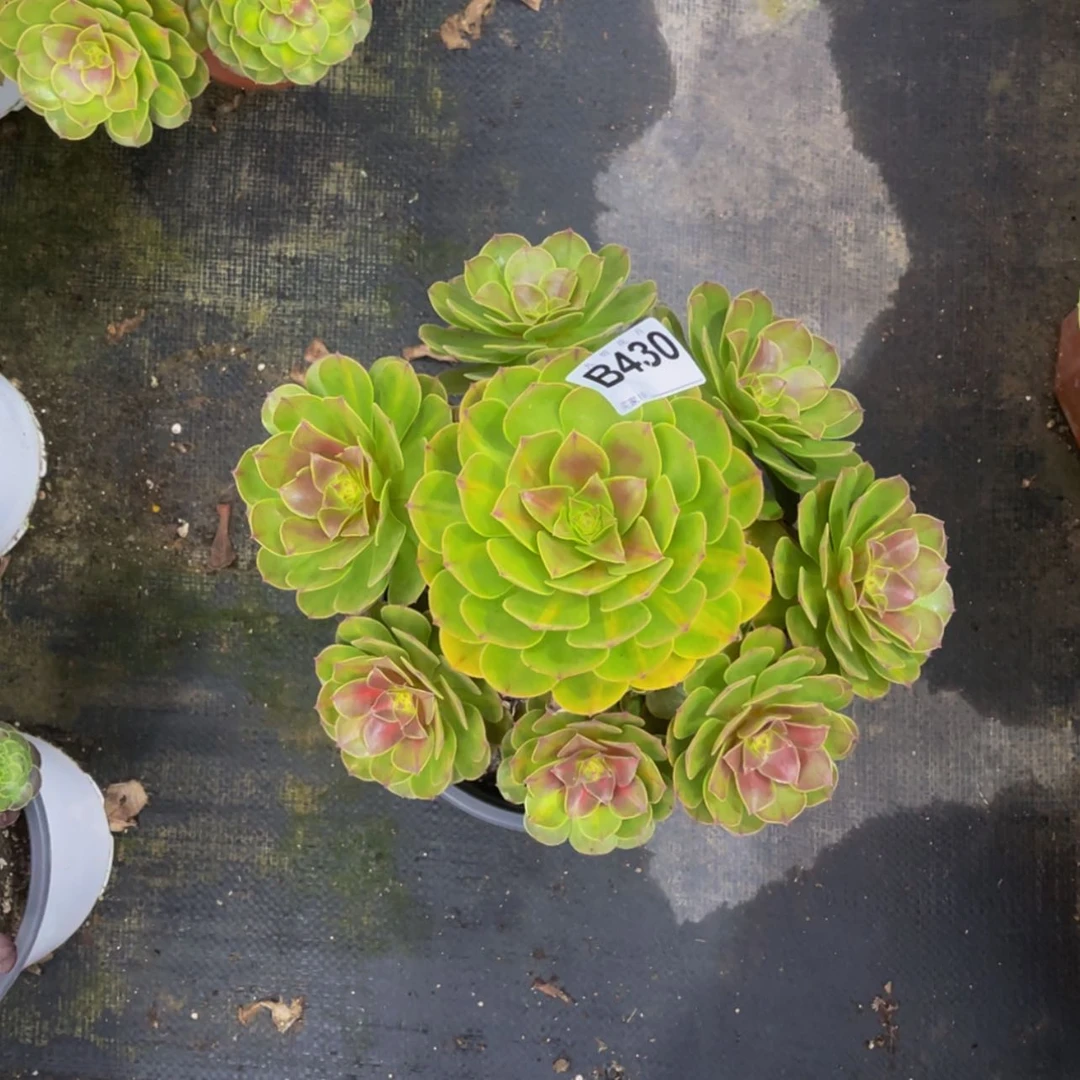 【闪购商品】43000