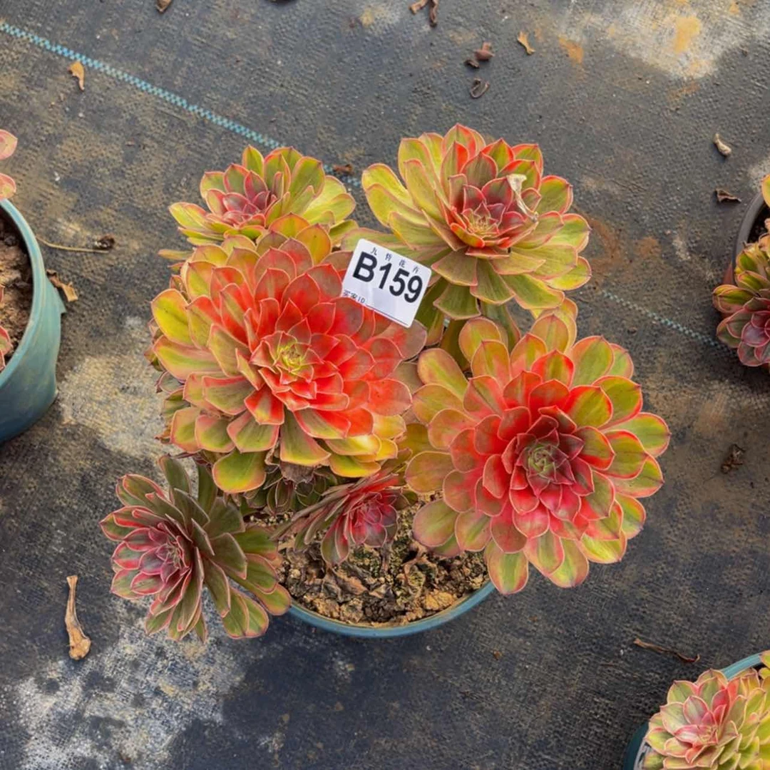 【闪购商品】15900