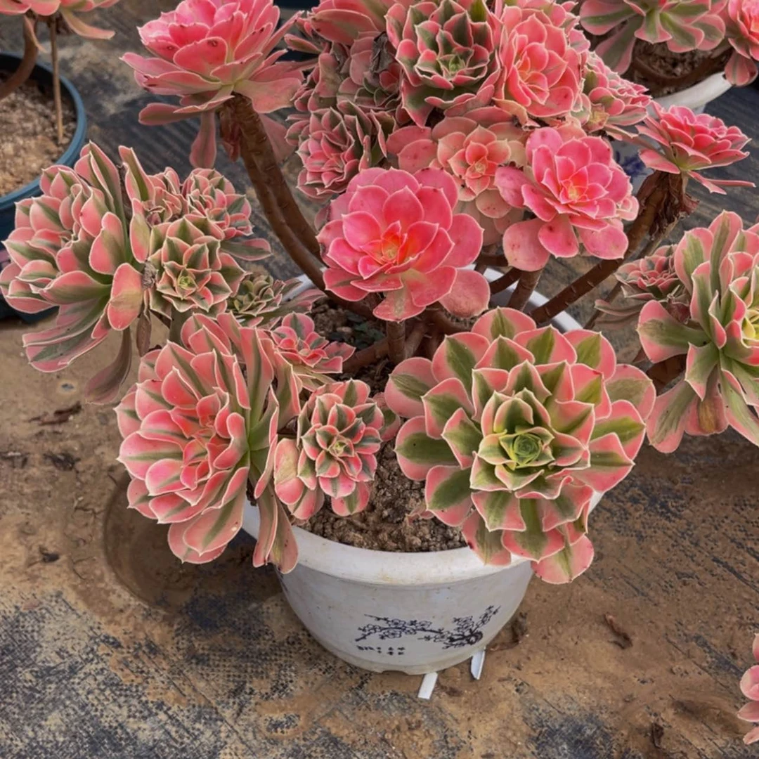 【闪购商品】68500